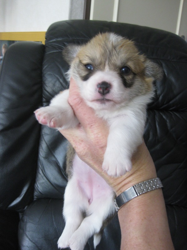 Puppies